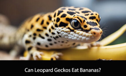 Can Leopard Geckos Eat Bananas?