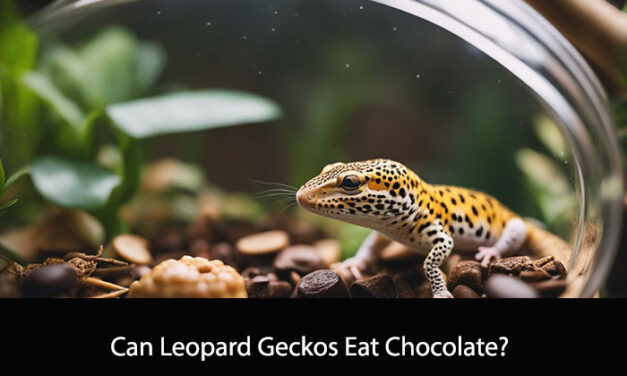 Can Leopard Geckos Eat Chocolate?