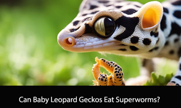 Can Baby Leopard Geckos Eat Superworms?