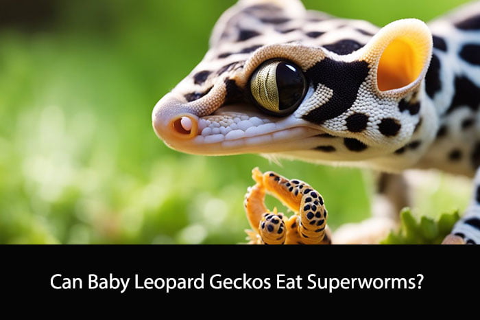 Can Baby Leopard Geckos Eat Superworms?