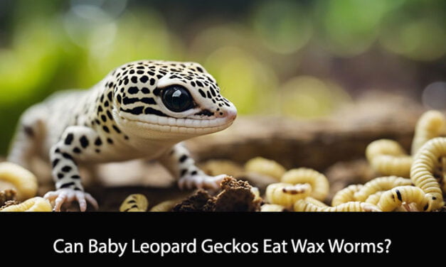 Can Baby Leopard Geckos Eat Wax Worms?