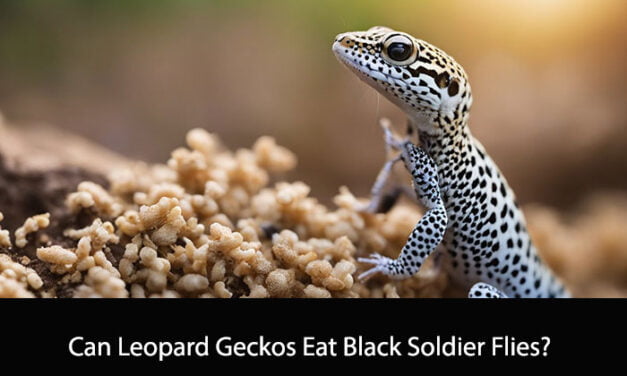 Can Leopard Geckos Eat Black Soldier Flies?