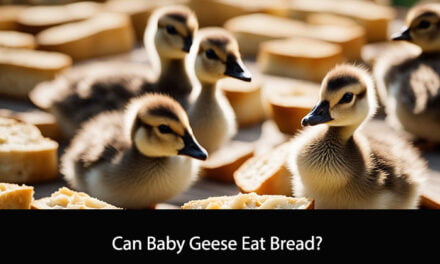 Can Baby Geese Eat Bread?