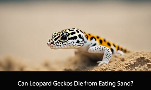 Can Leopard Geckos Die from Eating Sand?