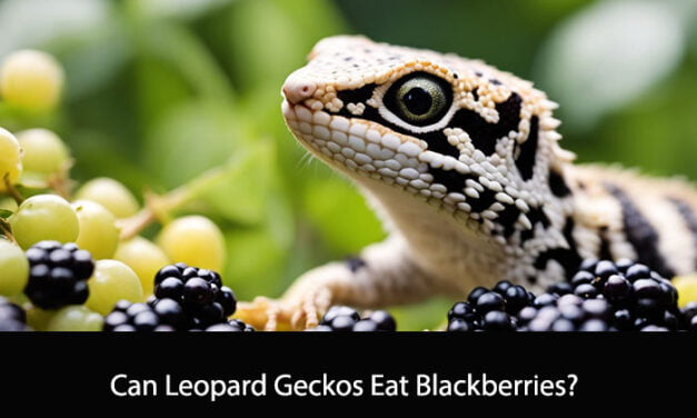 Can Leopard Geckos Eat Blackberries?