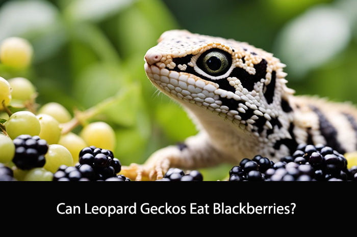 Can Leopard Geckos Eat Blackberries?