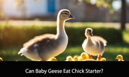 Can Baby Geese Eat Chick Starter?