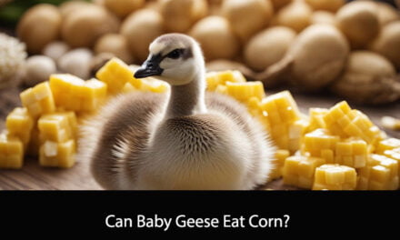 Can Baby Geese Eat Corn?