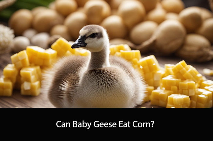 Can Baby Geese Eat Corn?