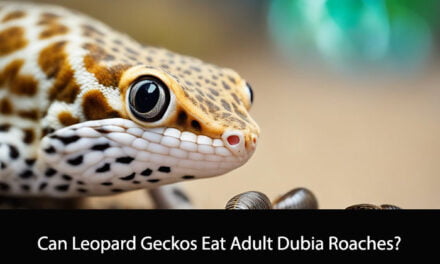 Can Leopard Geckos Eat Adult Dubia Roaches?