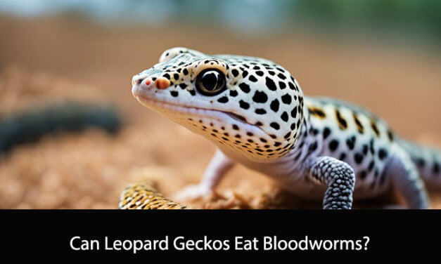 Can Leopard Geckos Eat Bloodworms?