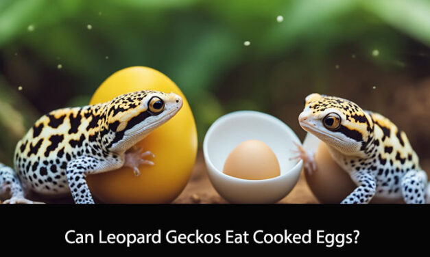 Can Leopard Geckos Eat Cooked Eggs?