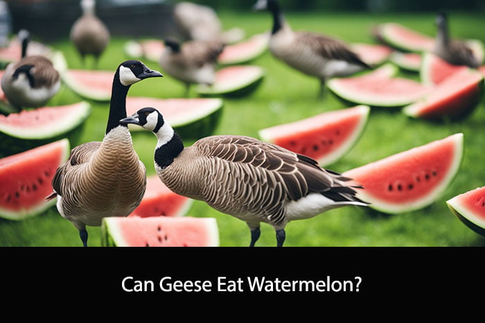 Can Geese Eat Watermelon? | Everything You Need to Know