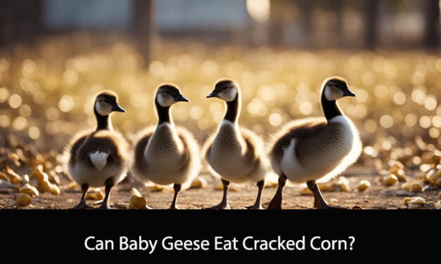 Can Baby Geese Eat Cracked Corn?