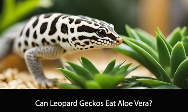 Can Leopard Geckos Eat Aloe Vera?