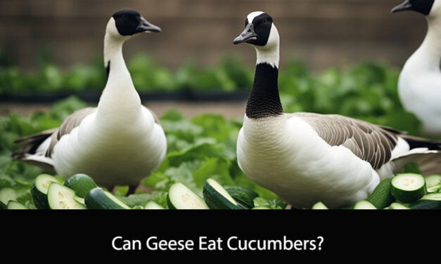 Can Geese Eat Cucumbers?