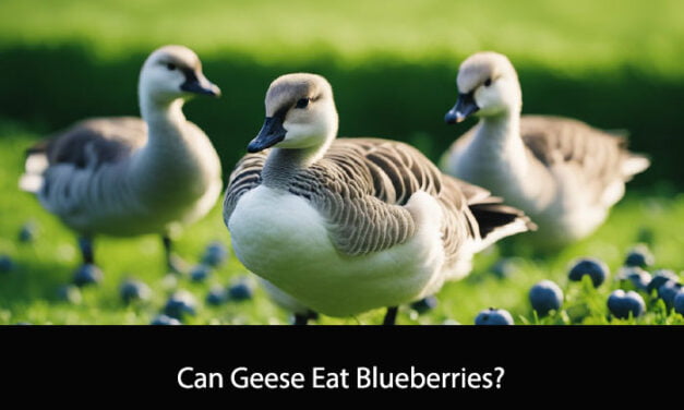 Can Geese Eat Blueberries?