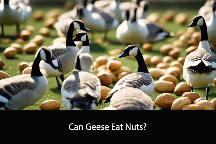 Can Geese Eat Nuts?