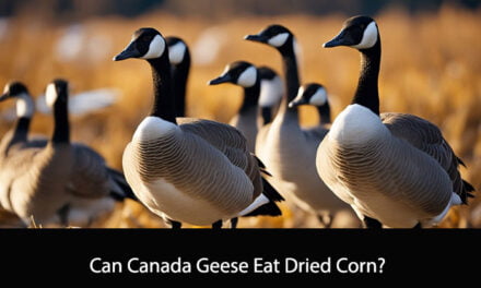 Can Canada Geese Eat Dried Corn?