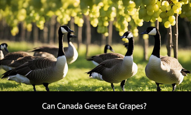 Can Canada Geese Eat Grapes?