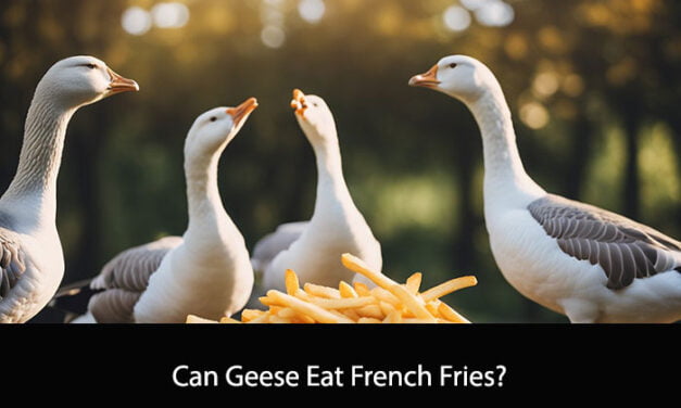 Can Geese Eat French Fries?