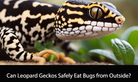 Can Leopard Geckos Eat Bugs from Outside?