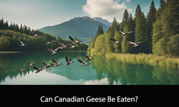 Can Canadian Geese Be Eaten?