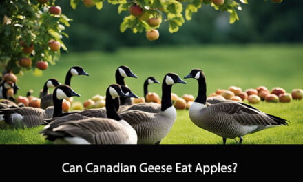 Can Canadian Geese Eat Apples?