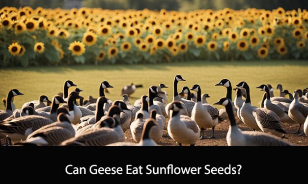 Can Geese Eat Sunflower Seeds?