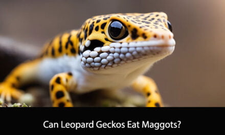 Can Leopard Geckos Eat Maggots?