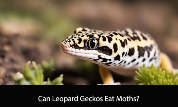 Can Leopard Geckos Eat Moths?