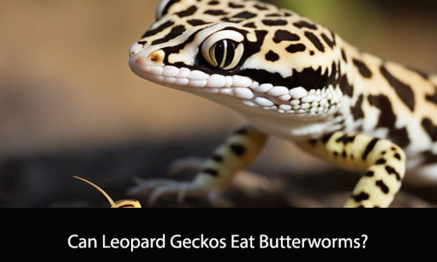 Can Leopard Geckos Eat Butterworms?