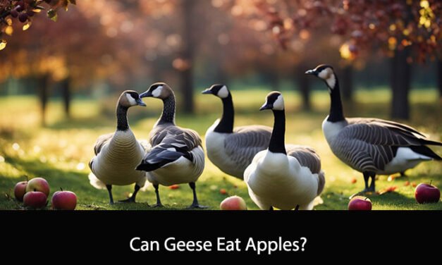 Can Geese Eat Apples?