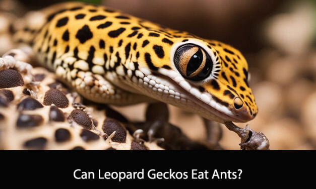 Can Leopard Geckos Eat Ants?