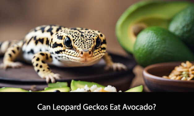 Can Leopard Geckos Eat Avocado?