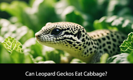 Can Leopard Geckos Eat Cabbage?