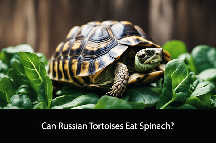 Can Russian Tortoises Eat Spinach?