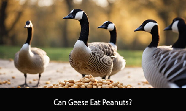 Can Geese Eat Peanuts?