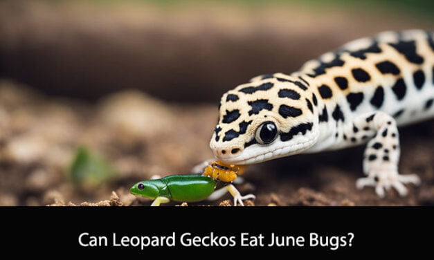 Can Leopard Geckos Eat June Bugs?