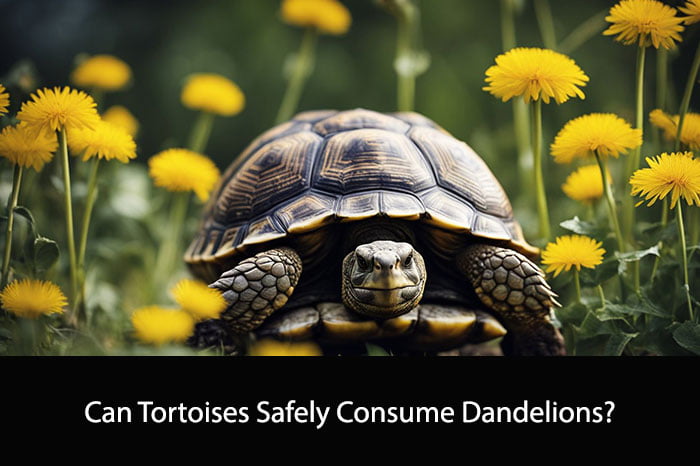 Can Tortoises Eat Dandelions?