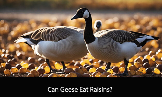 Can Geese Eat Raisins?