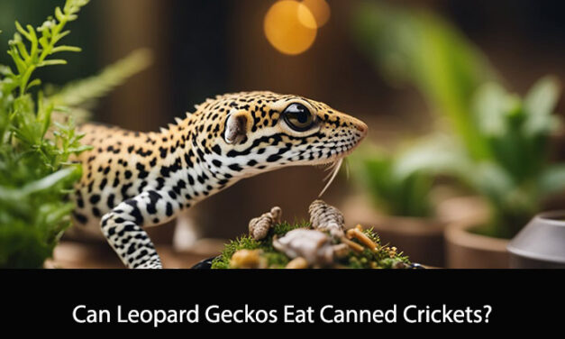 Can Leopard Geckos Eat Canned Crickets?