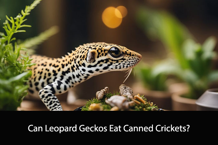 Can Leopard Geckos Eat Canned Crickets?