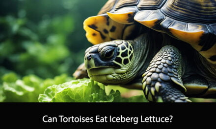 Can Tortoises Eat Iceberg Lettuce?