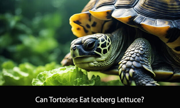 Can Tortoises Eat Iceberg Lettuce?