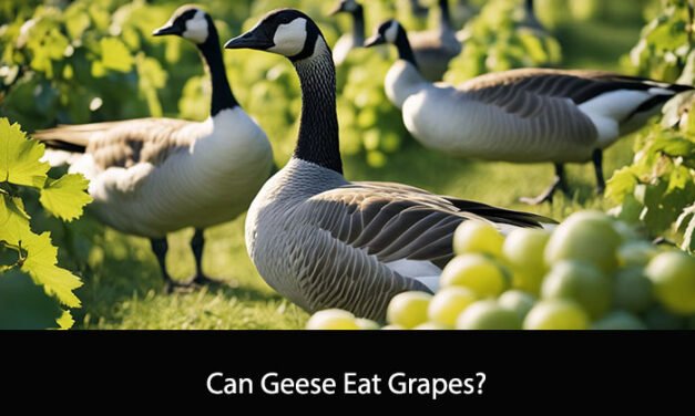 Can Geese Eat Grapes?