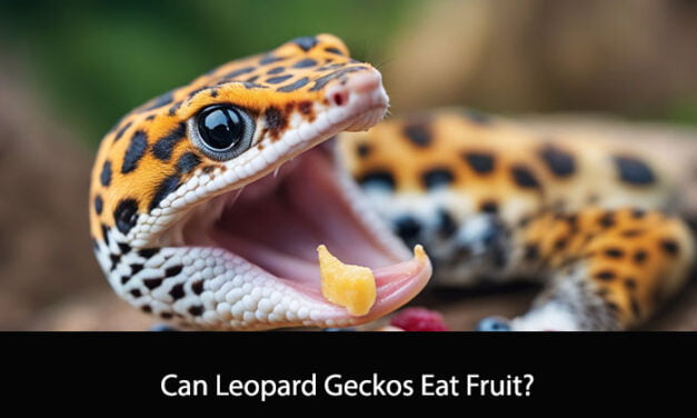 Can Leopard Geckos Eat Fruit?