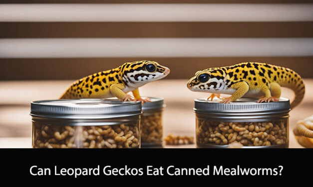 Can Leopard Geckos Eat Canned Mealworms?