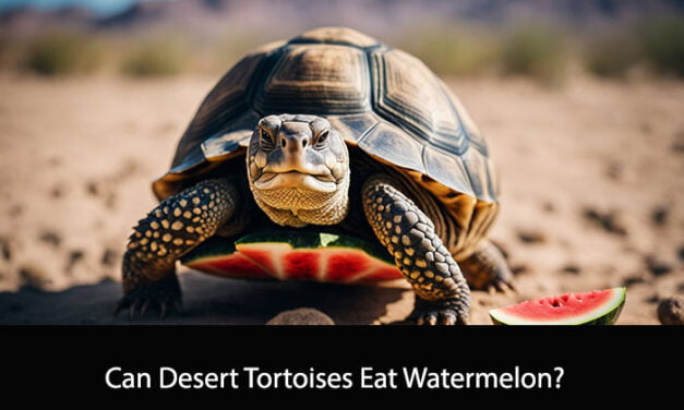 Can Desert Tortoises Eat Watermelon?