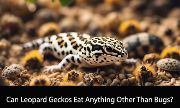 Can Leopard Geckos Eat Anything Other Than Bugs?